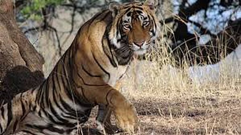 tiger