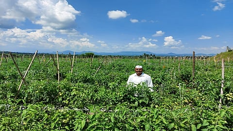 tomato