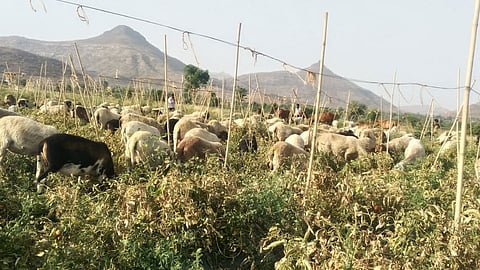 farmers issue