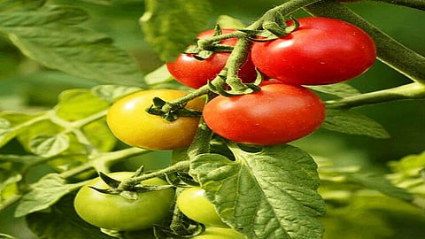 tomato-plant.jpeg