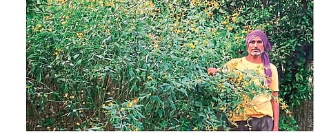 Loss of crops of farmers due to larvae