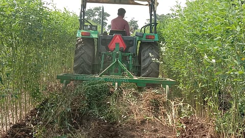 farmer turned the tractor on five acre of soybean in teosa of amravati