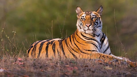 Kanhalgaon in Chandrapur district declared as forest