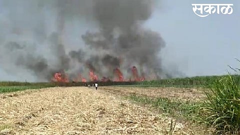 due short circuit sugarcane farm fire in kameri tujarpur road in sangli