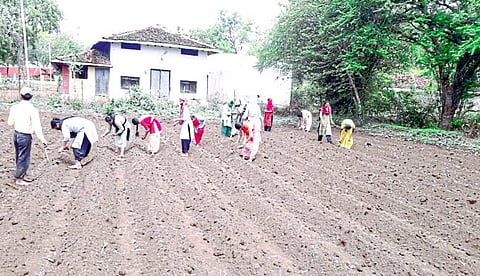 स्वावलंबनाअंतर्गत शेतात टोबणी करताना विद्यार्थी