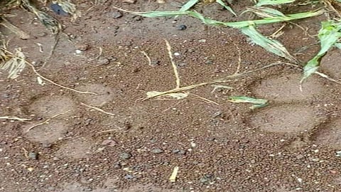 Department of Wildlife confuse because Leopard footprints Sagareshwar Sanctuary