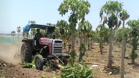 वालसावंगी : बहरलेल्या पपईच्या फळबागेवर ट्रॅक्टर चालविताना.