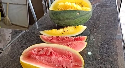 watermellon