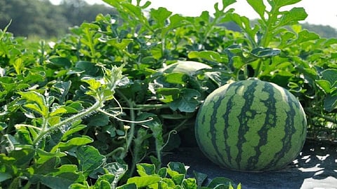 watermelon.jpg