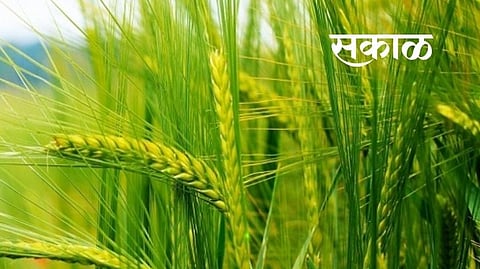 Wheat Crop