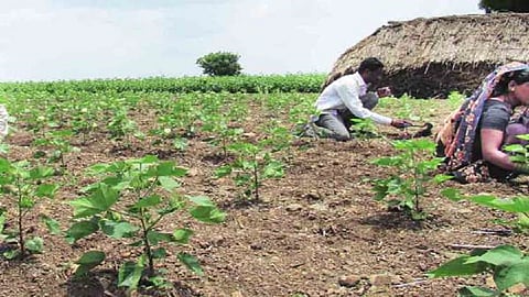 woman working at farm.jpg