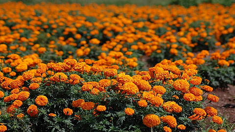 zendu phool.jpg