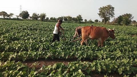 केदारखेडा : मुगाच्या शेतीत कोळपणीचे काम करताना शेतकरी.