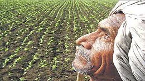 Farmer