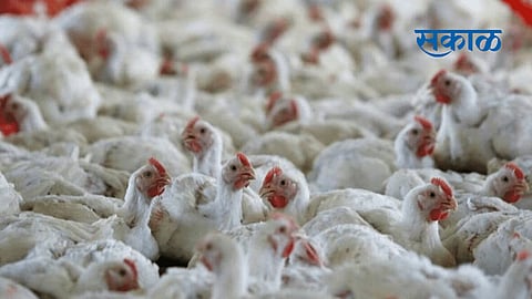 bird flu
