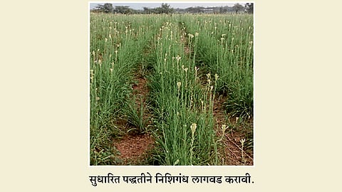 रुंद गादीवाफ्यावर निशिगंध लागवड
