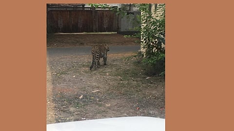 Leopard Found in CIDCO NA Aurangabad
