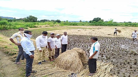 शहापूरमध्ये 107 गावांतील पिके उद्ध्वस्त; 3 हजार शेतकऱ्यांना फटका