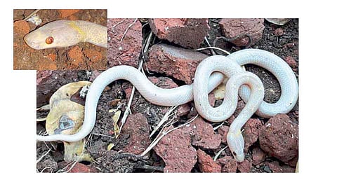 मिरजेत सापडला दुर्मिळ अल्बिनो कवड्या साप
