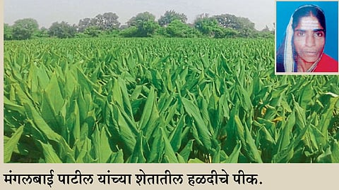 महिला शेतकऱ्याच्या जिद्दीने निर्माण केला आदर्श
