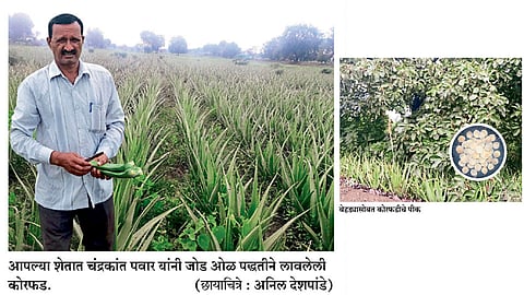 पंधरा वर्षांपासून कोरफडीच्या शेतीत सातत्य