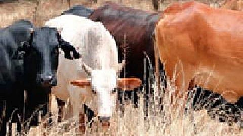 वाढत्या तापमानाबरोबर चाराही कडाडला