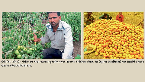तीस गुंठ्यांत झाली चार लाखांची कमाई