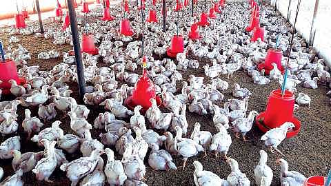 Poultry