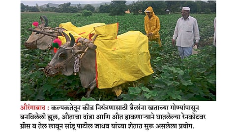 कीड नियंत्रणासाठी शेतकऱ्याचा आगळा प्रयोग