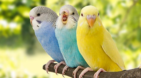 343 birds are counted in yavatmal district