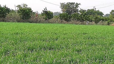 rabbi season crop