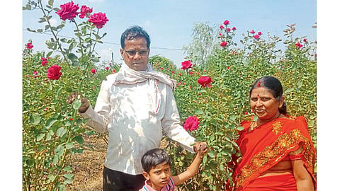 गुलाबाच्या शेतीत रमलेले आनंदराव पिंजरकर व कुटुंबीय.