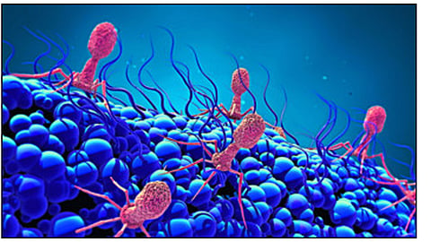Bacteria