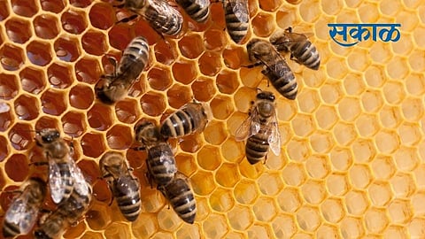 Commercial Beekeeping Benefits Business Opportunities training by sakal agrowon nashik news