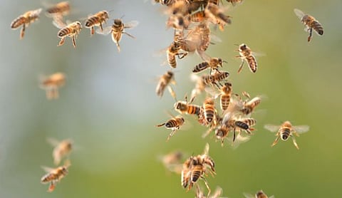 Bee-Attack