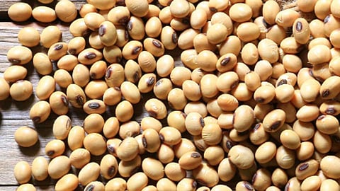 21 crops sample ban of soyabean