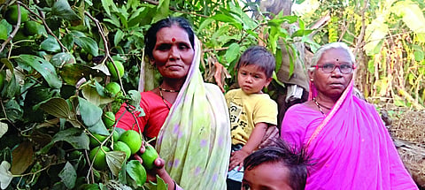 Organic Organic garden planted by tribal women