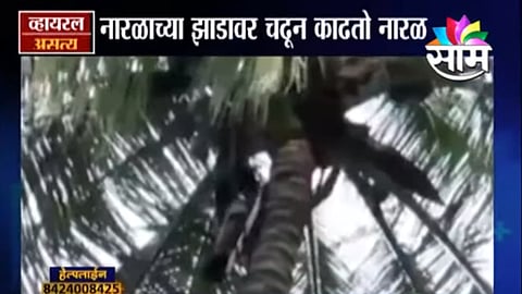 Coconut removal training given to Monkey