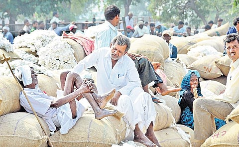 illegal cotton purchase at wardha district