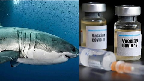 five lakh sharks may die for Coronavirus vaccine