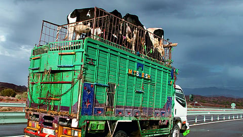 beef ban file photo