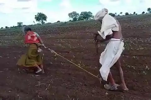 Double sowing with the wife of an 80 year old farmer in solapur