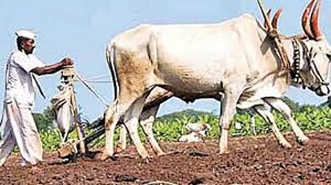 Farmer