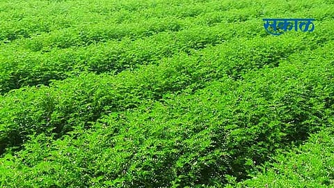 Farmers of Baglan taluka are eager to cultivate gram Nashik Marathi News