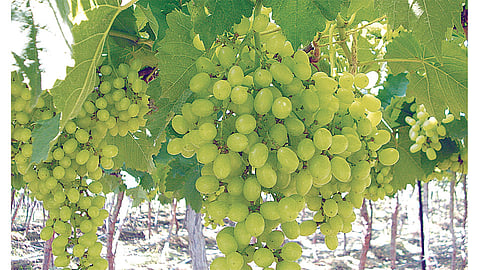 Grapes