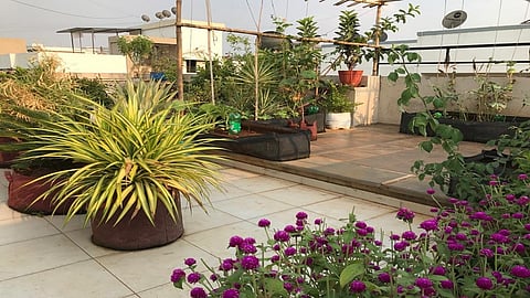 Grow your Terrace Garden by using the time during lockdown