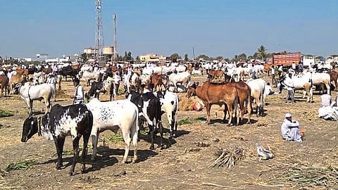 Hali Cattle Market