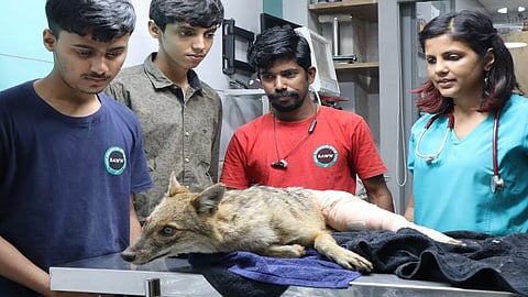 पाम बीच मार्गावर वाहनाच्या धडकेत कोल्हा जखमी