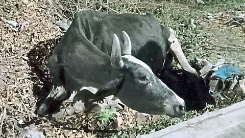 खडकी - जखमी गाय.