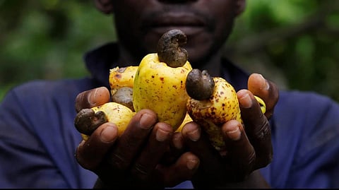 environmental impact on cashew farm konkan sindhudurg